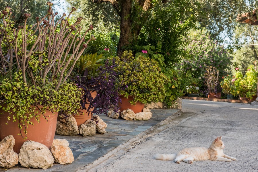 Notos Studios - Tsilivi Zakynthos Greece